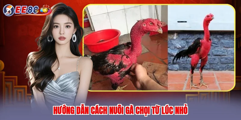 Hướng dẫn cách nuôi gà chọi từ lúc nhỏ