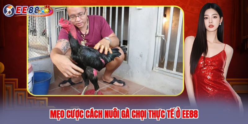 Mẹo cược cách nuôi gà chọi thực tế ở EE88
