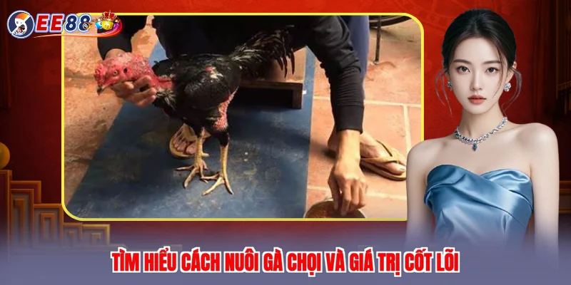 Tìm hiểu cách nuôi gà chọi và giá trị cốt lõi