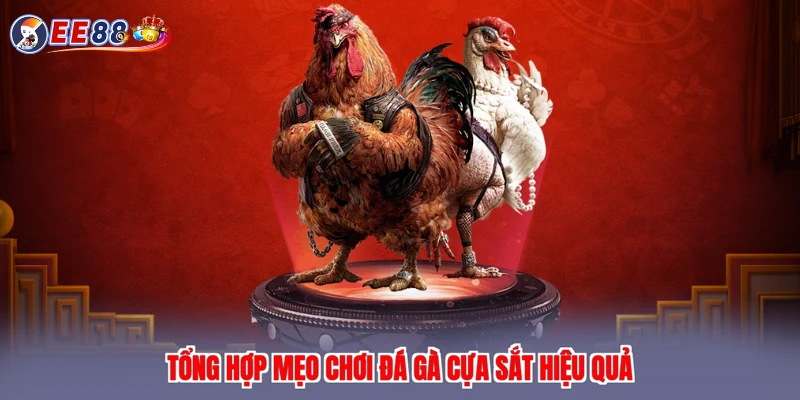 Tổng hợp mẹo chơi đá gà cựa sắt hiệu quả